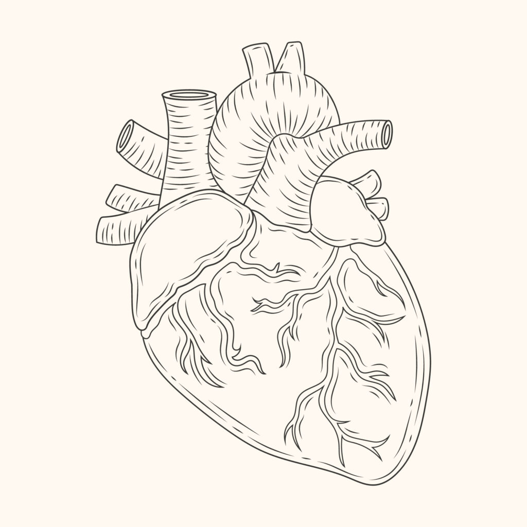 El corazón